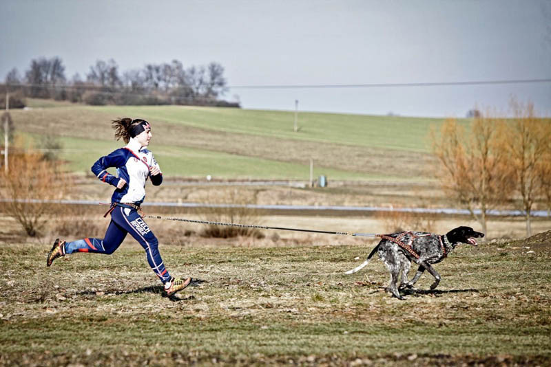 Rychle běhat a poctivě trénovat se psy