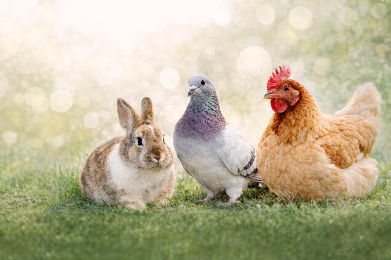 Výstava drobného zvířectva