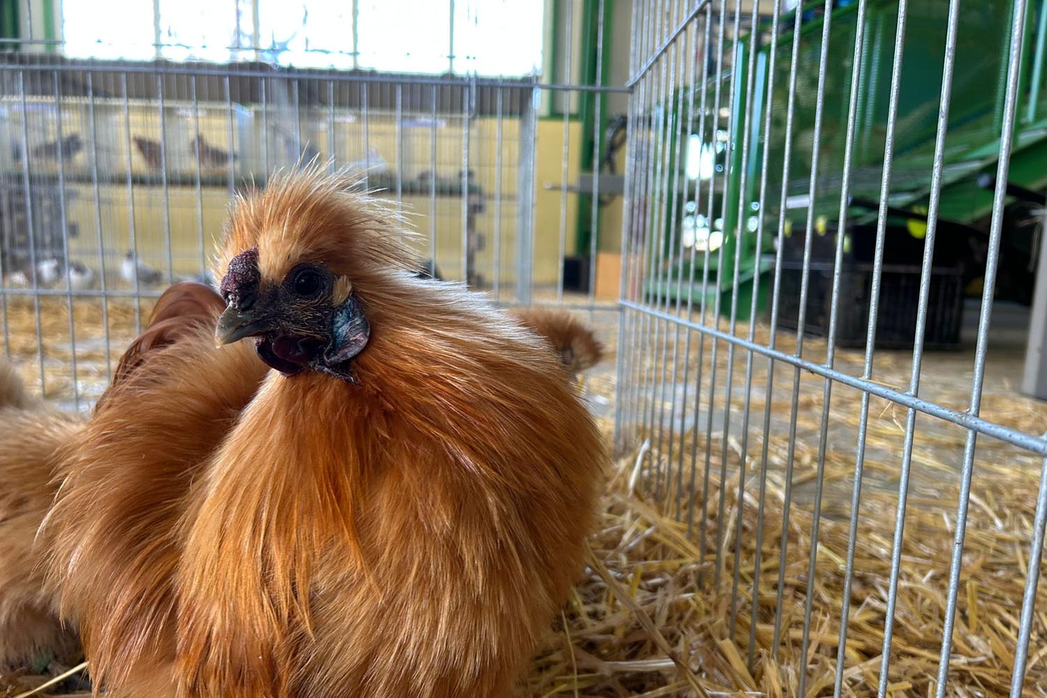 Výstava drobného zvířectva